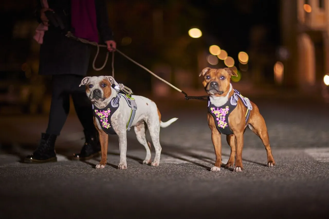 Hurtta Dog Harness: Weekend Warrior Neon Harness